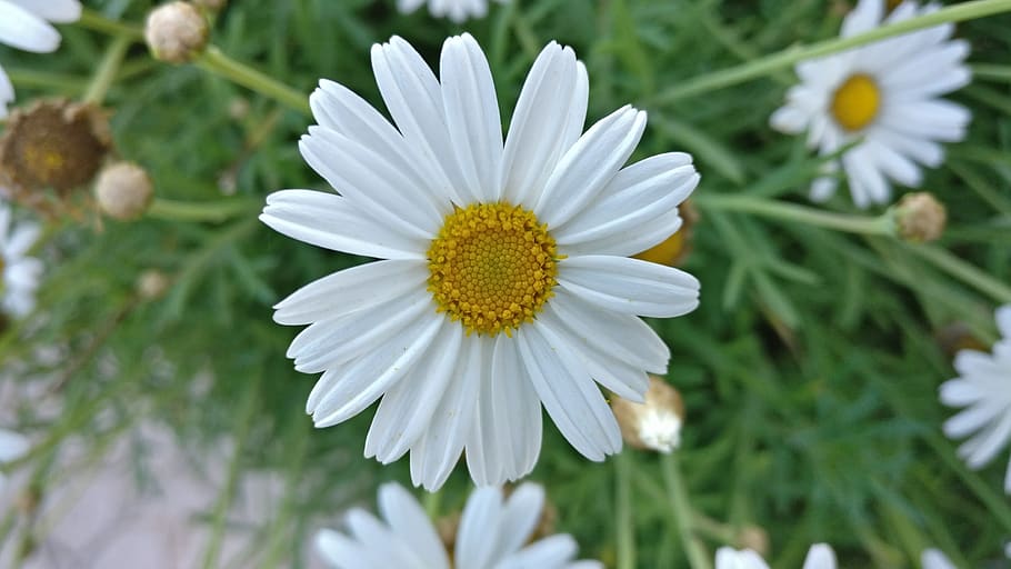 green, pure, white, spring, flower, flowering plant, freshness HD wallpaper