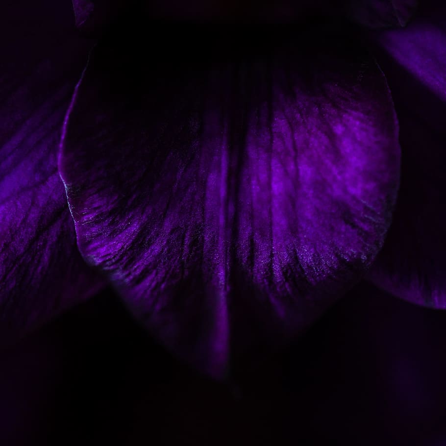 dark, night, violet, tree, woods, forest, scary, purple, close-up, HD wallpaper