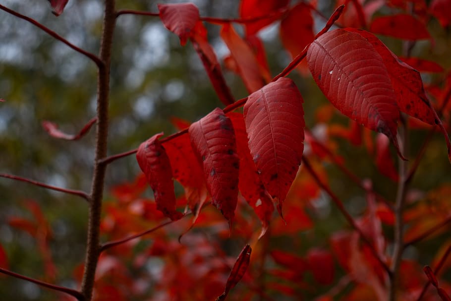 leaf, leaves, fall, nature, autumn, colorful, plant, natural HD wallpaper