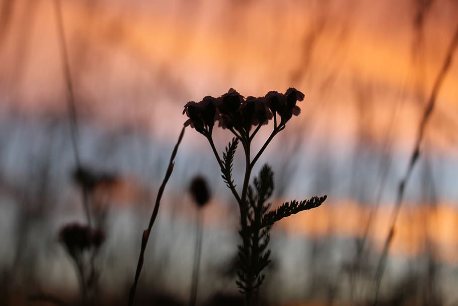 flower, macro, bokeh, plant, nature, sunset, field, growth HD wallpaper