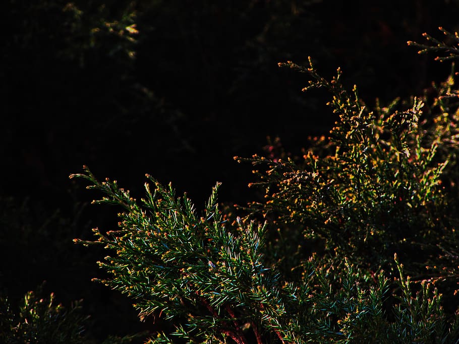 nature, plant, texture, light, macro, growth, night, tree, no people HD wallpaper