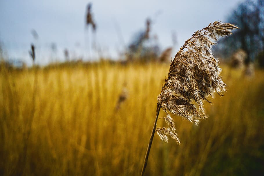 brown grain, plant, focus on foreground, growth, beauty in nature HD wallpaper