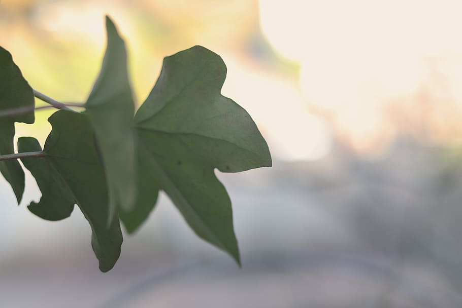 leaves, bokeh, background, ivy, leaf, plant part, growth, close-up HD wallpaper