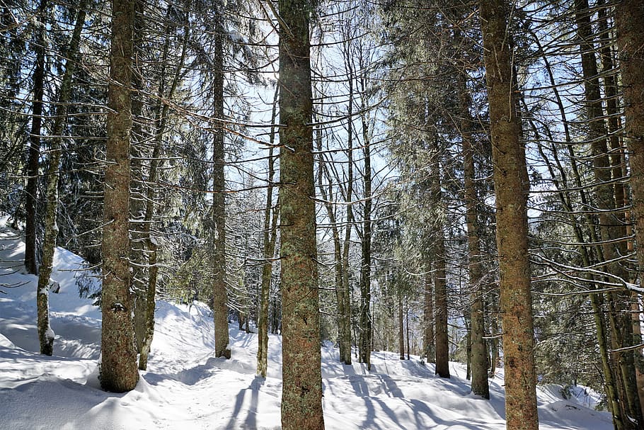 forest, winter, tree, snow, fir tree, spruce, branch, tribe HD wallpaper