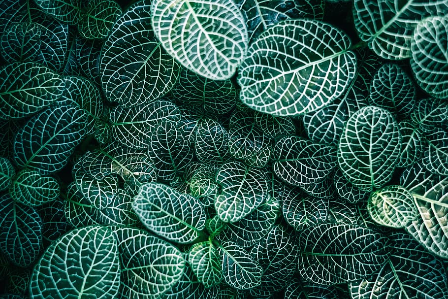 green and white leaf plants, leaves, garden, tree, nature, leafe, HD wallpaper