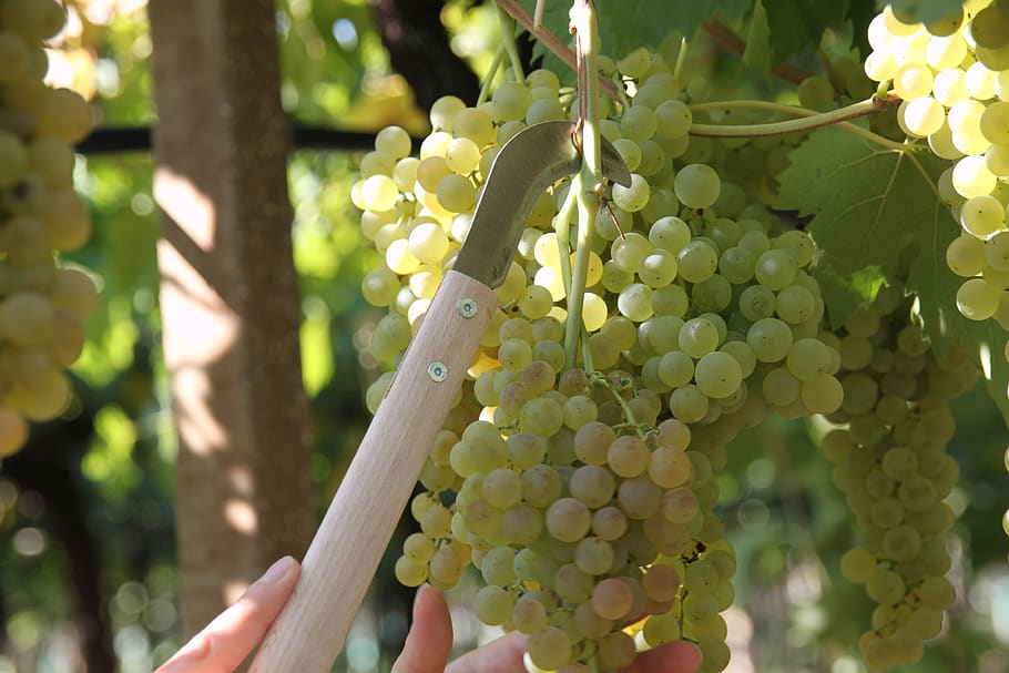 screw, vineyard, wine, grapes, nature, fruit, agriculture, vintage HD wallpaper