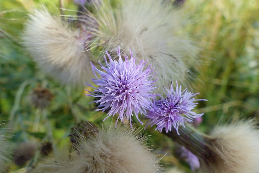 flowers, wild, spring, flowering plant, freshness, vulnerability HD wallpaper