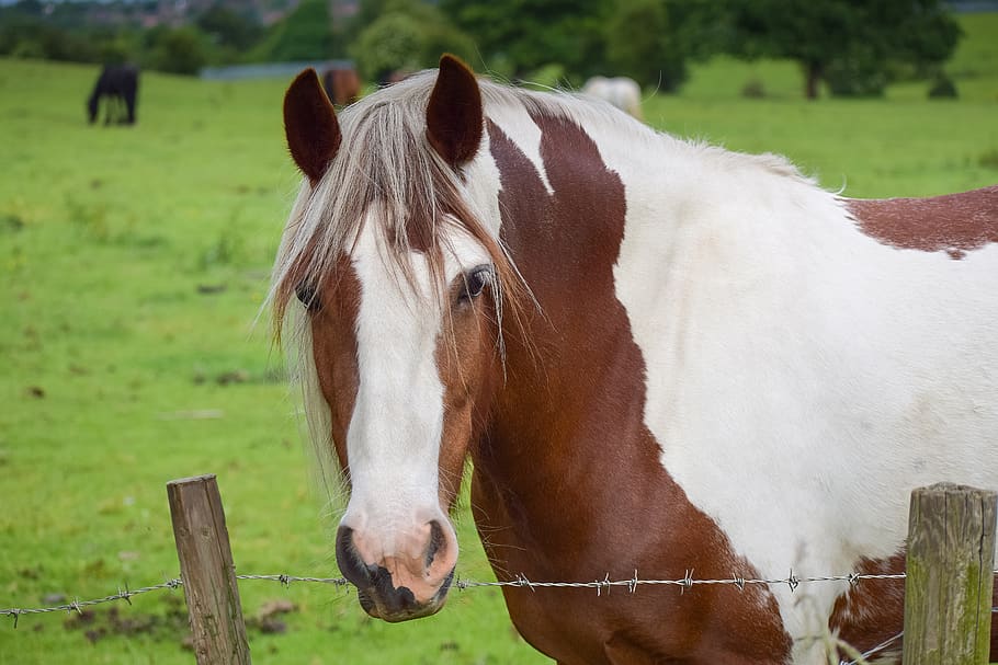 mare, piebald, brown, horse, nature, pasture, standing, color HD wallpaper