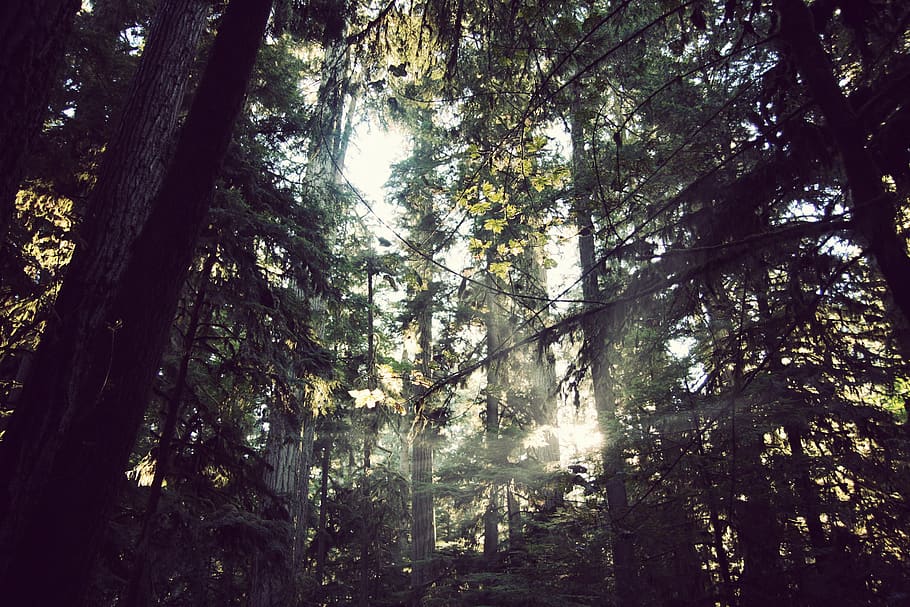 canada, cathedral grove, trees, forest, douglas fir, vancouver island HD wallpaper