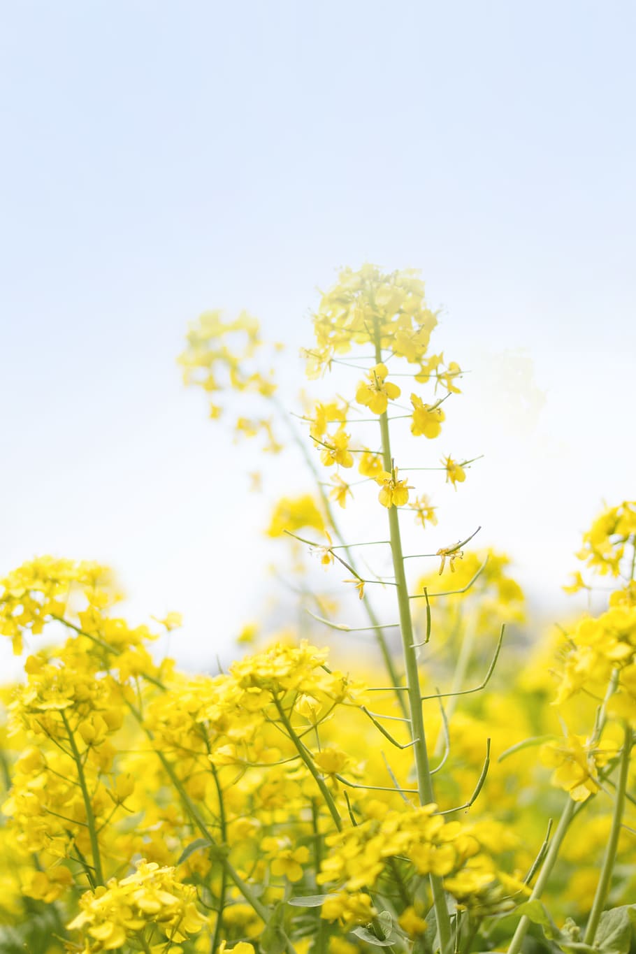 yellow flowers, plant, beauty in nature, growth, flowering plant HD wallpaper