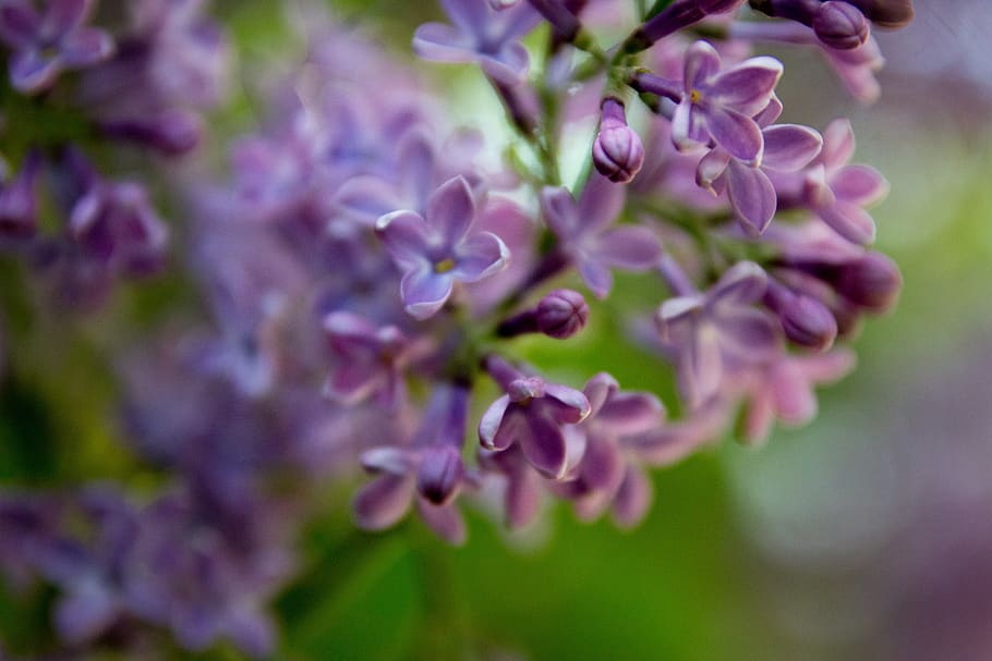 lilac, tree, bloom, flowers, spring, flowering plant, beauty in nature, HD wallpaper