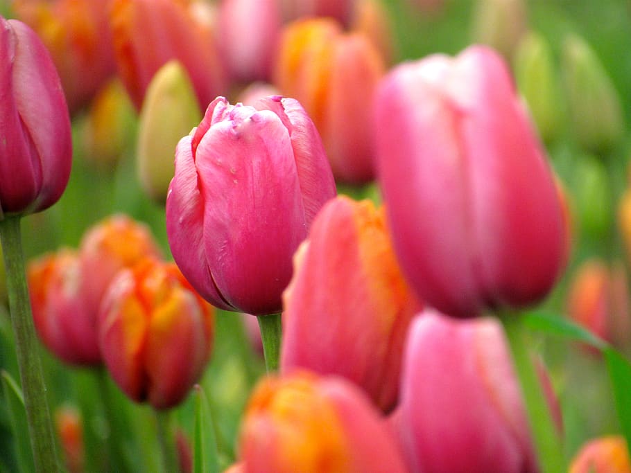tulip, tulips, spring, flower, farm, field, easter, mother's day HD wallpaper