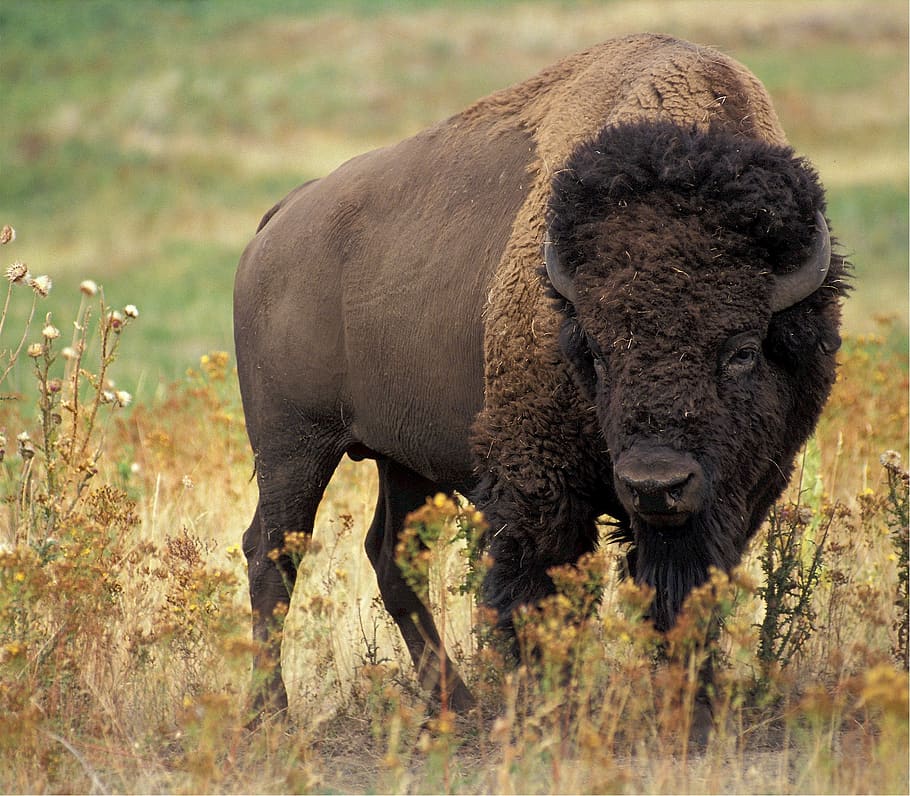 Large Bison, animal, buffalo, dark, endangered, fur, grass, grazing HD wallpaper