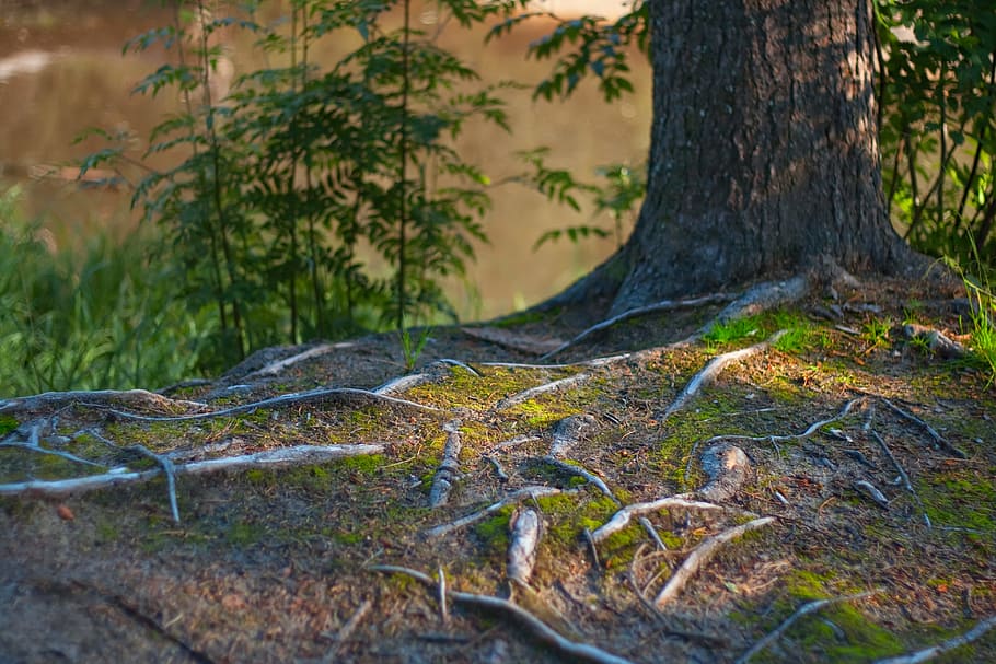 con2011, environment, environmental, green, image, nature, peace HD wallpaper