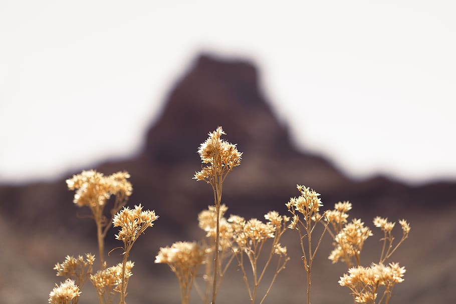 landscape, desert, mood, blur, focus, grass, nature, red rock HD wallpaper