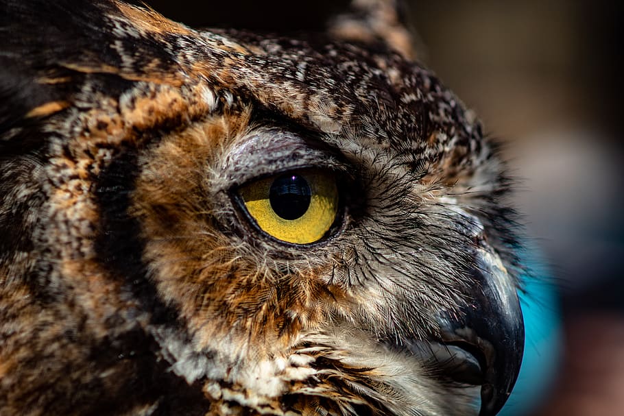 selective focus photography of brown and black bird, animal, owl, HD wallpaper