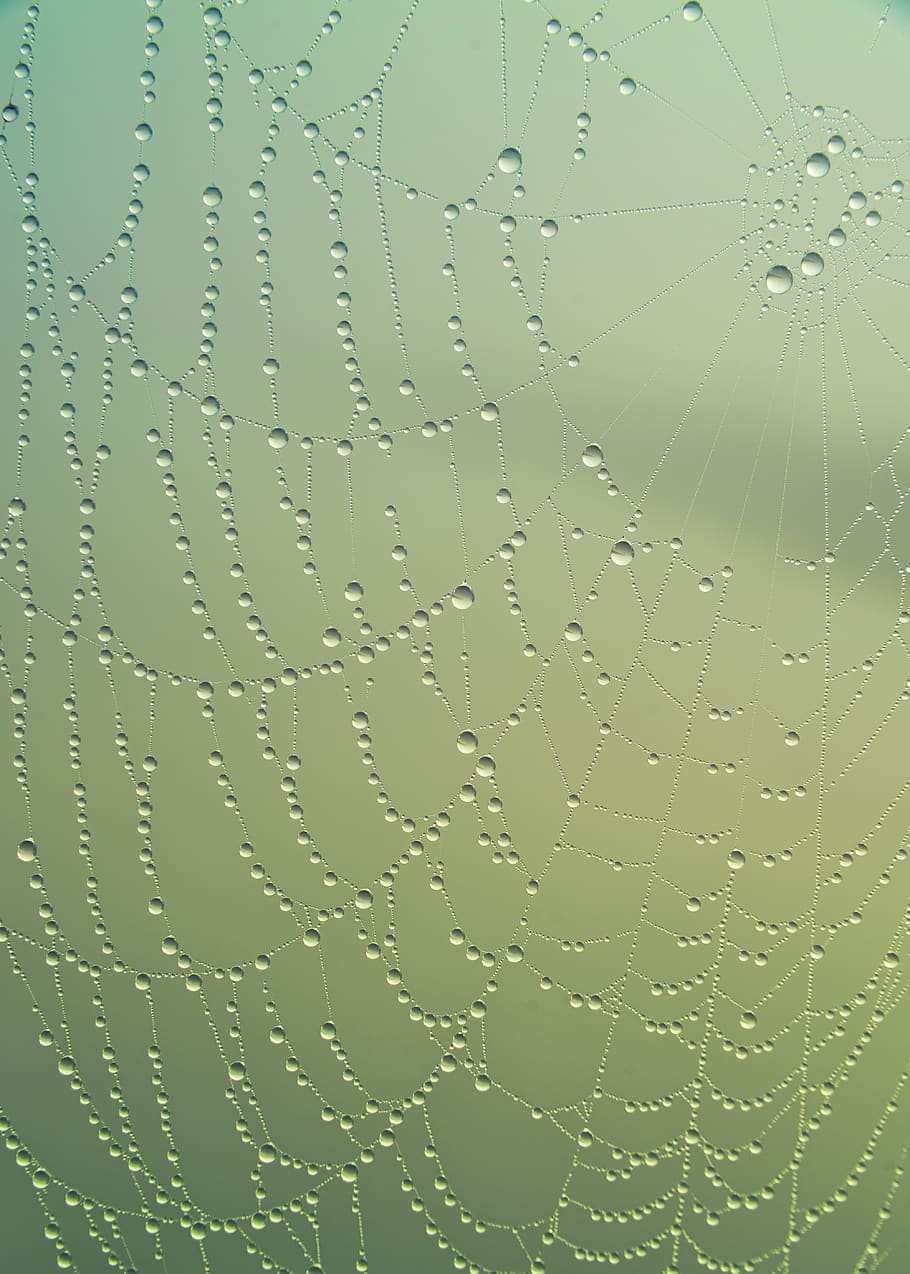 cobweb, drip, water, mirroring, green, dew, nature, dewdrop HD wallpaper