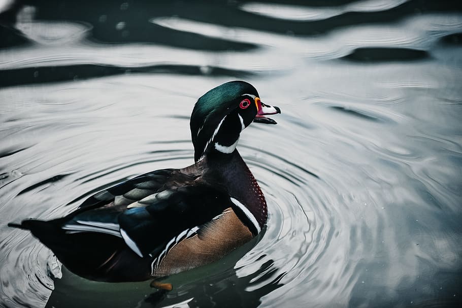 wood duck on water, feather, ripple, bird, wildlife, aquatic bird HD wallpaper