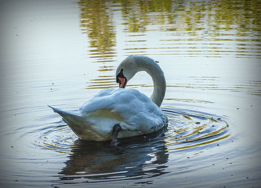 swan, ave, white, plumage, animal, graceful, wings, peak, nature HD wallpaper