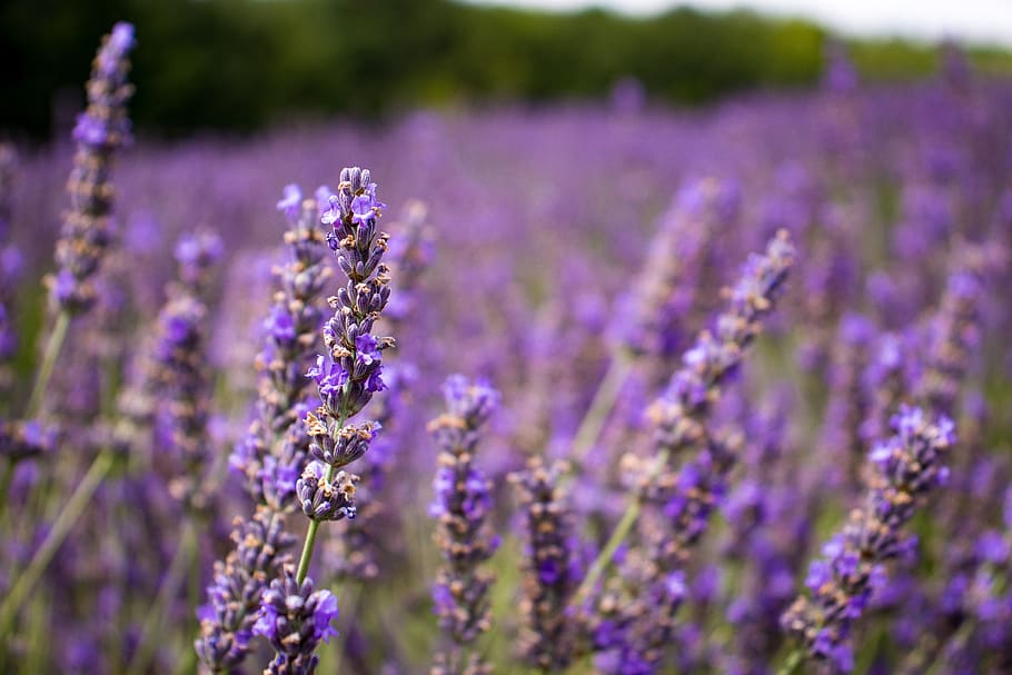 lavender, provence, purple, flowers, nature, garden, violet, HD wallpaper