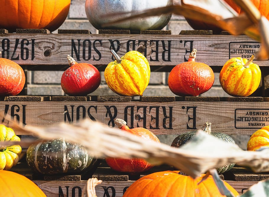 squash lot, food, flora, pumpkin, produce, plant, vegetable, north lincolnshire HD wallpaper
