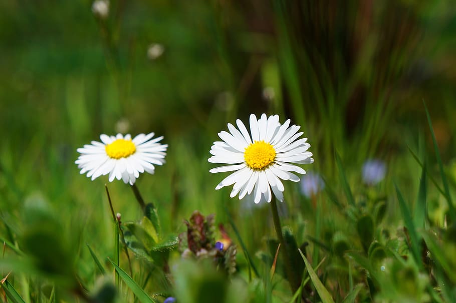 Two White Daisy Flowers during Day, bloom, blur, close-up, flora HD wallpaper