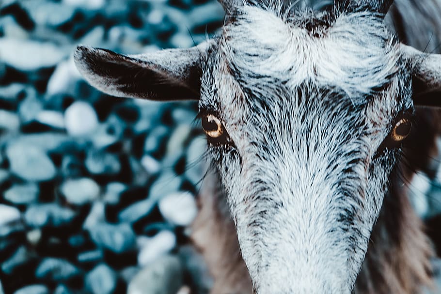 greece, samothraki, samothrace, one animal, animal themes, close-up HD wallpaper