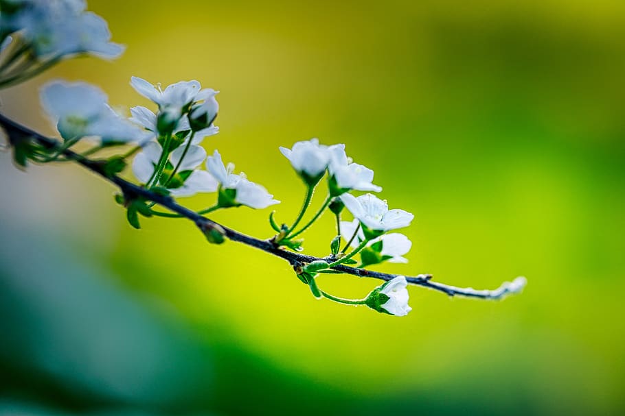 bloom, spring, branch, bush, spring flower, flowering twig HD wallpaper