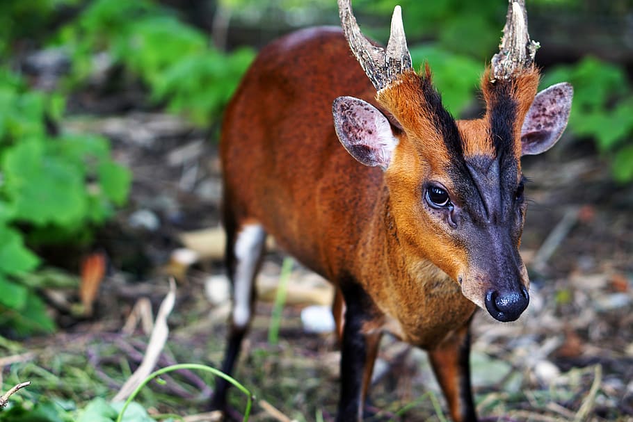 deer, red, antles, horns, tiny deer, animal, animal themes HD wallpaper