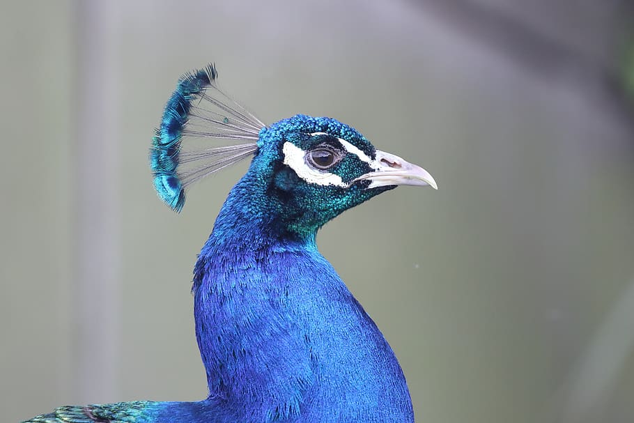 peacock, profile, blue, feathers, nature, beak, peafowl, bird HD wallpaper