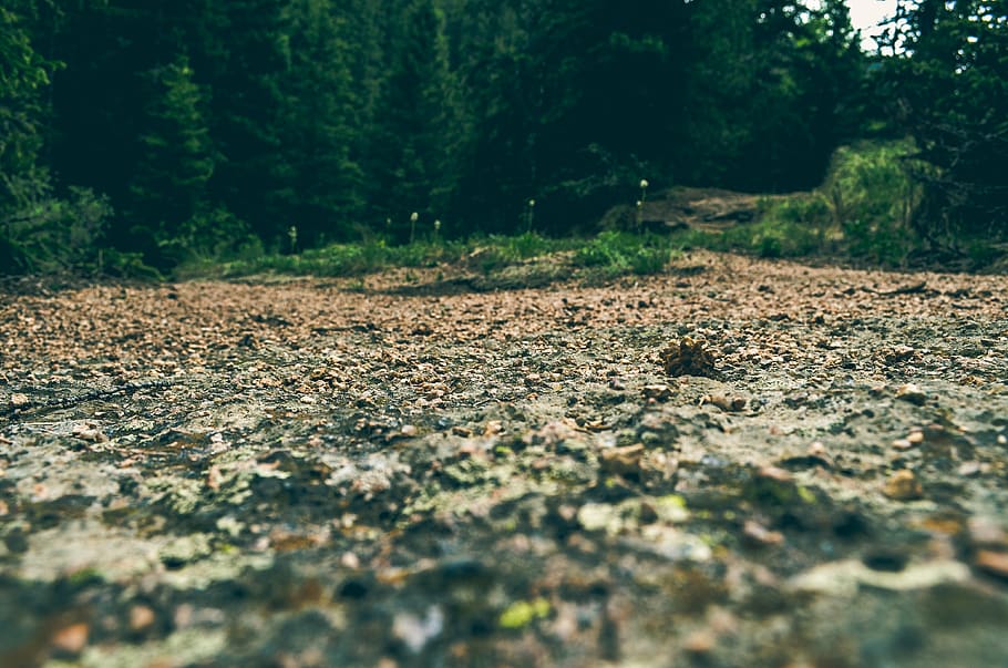 Brown Soil Near Green Trees, daylight, environment, landscape HD wallpaper