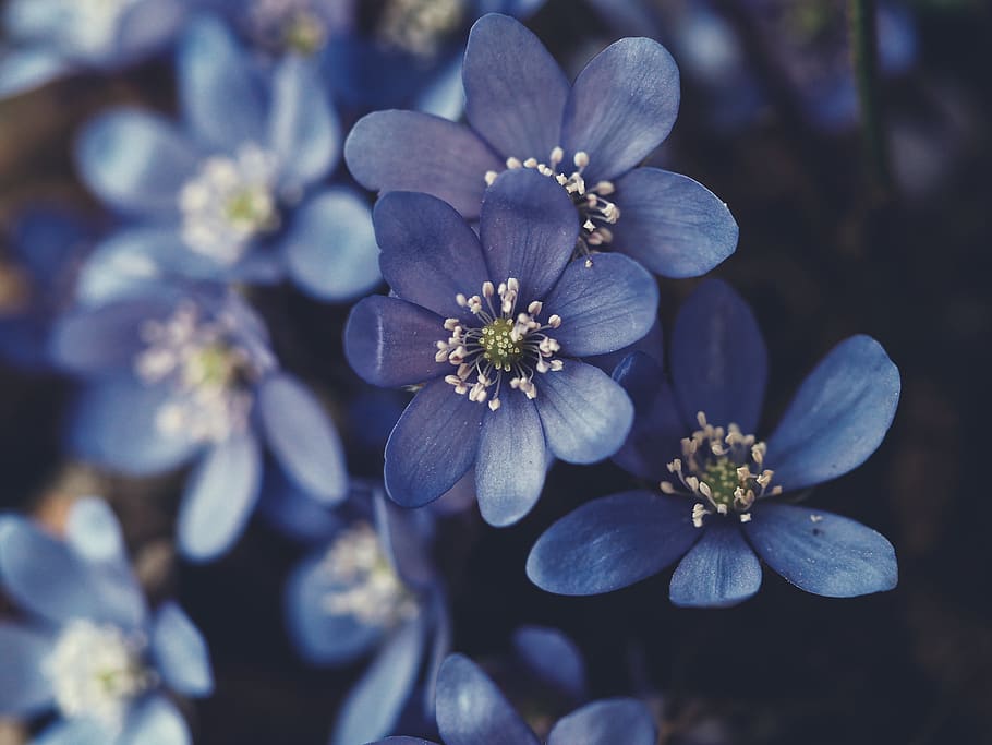 full bloomed purple flowers, plant, pollen, austria, blossom HD wallpaper