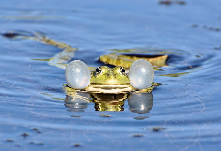 frog, toad, amphibians, animal, creature, water creature, pond HD wallpaper