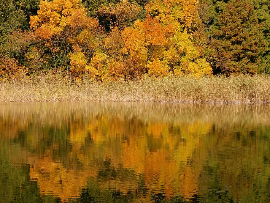 water, sea, river, tree, autumn, fall, forest, jungle, reflection HD wallpaper