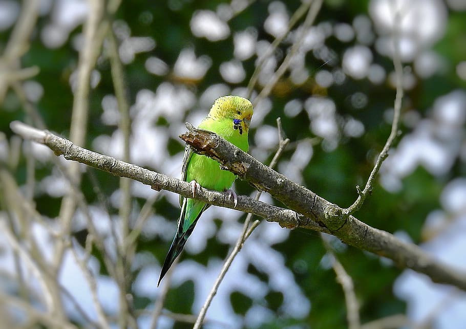 parrot, forest, bird, exotic, the tropical, animal themes, branch, HD wallpaper