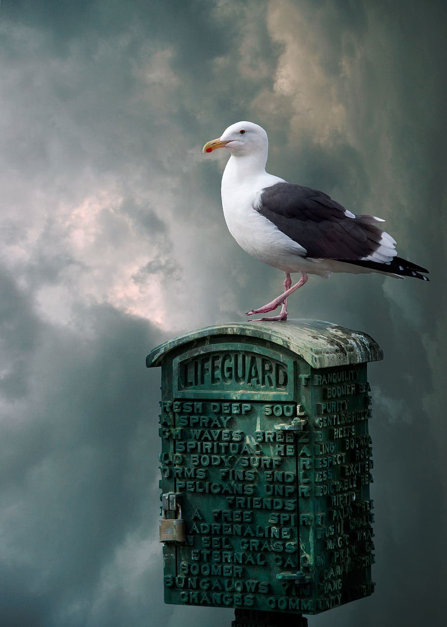 seagull, bird, sky, birds, the gloomy sky, overcast sky, twilight HD wallpaper