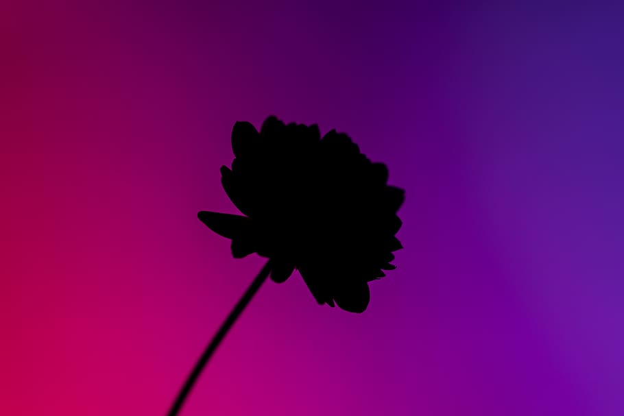flower, colorful, black, studio shot, colored background, beauty in nature HD wallpaper
