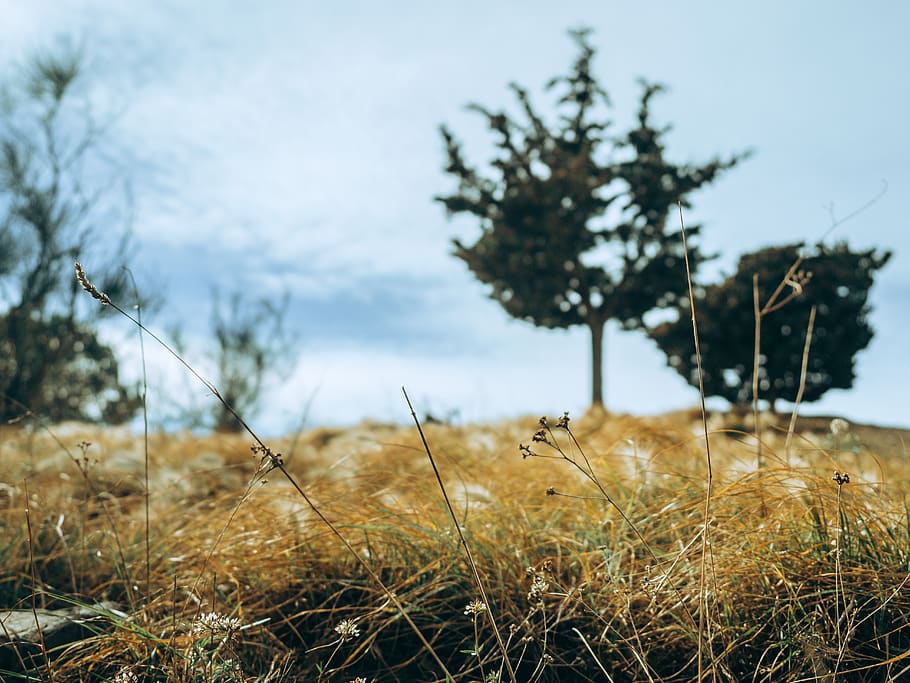 spain, barcelona, forest, bokeh, nature, trees, plant, growth HD wallpaper
