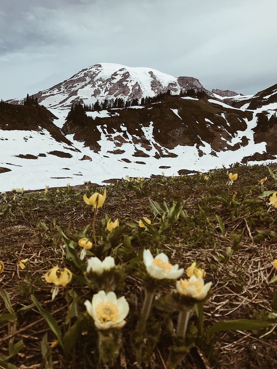 mountain peak near flowers, cloudy, snow, yellow, plant, spring HD wallpaper