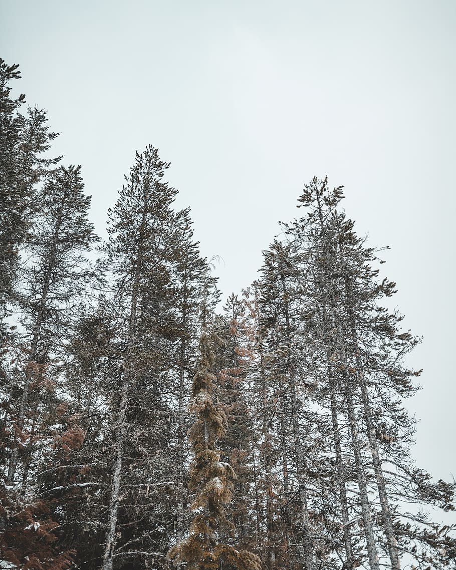 low-angle photography of trees, plant, abies, fir, pine, conifer