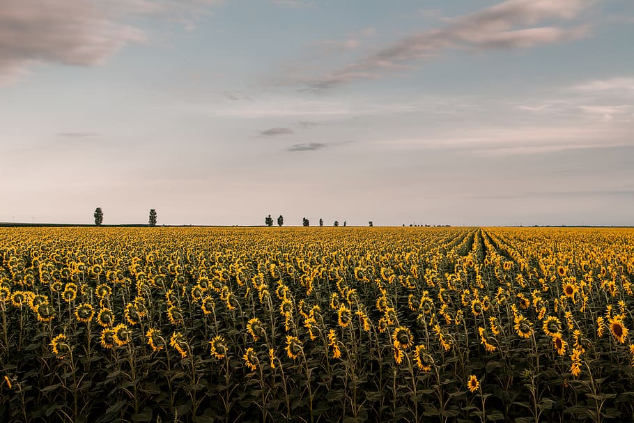 sunflower, field, dusk, sunset, land, sky, agriculture, landscape HD wallpaper