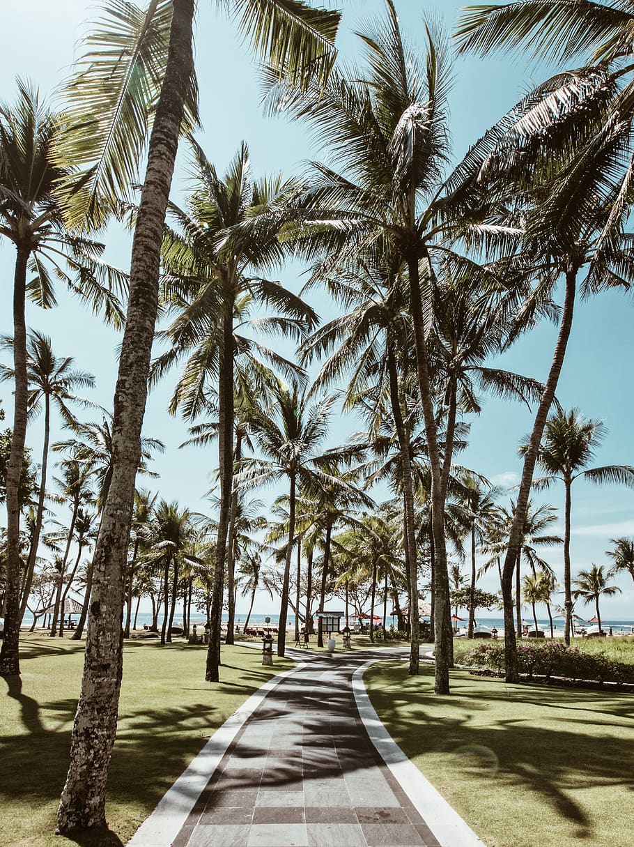 Pathway Surround By Trees, coconut trees, palm trees, resort HD wallpaper