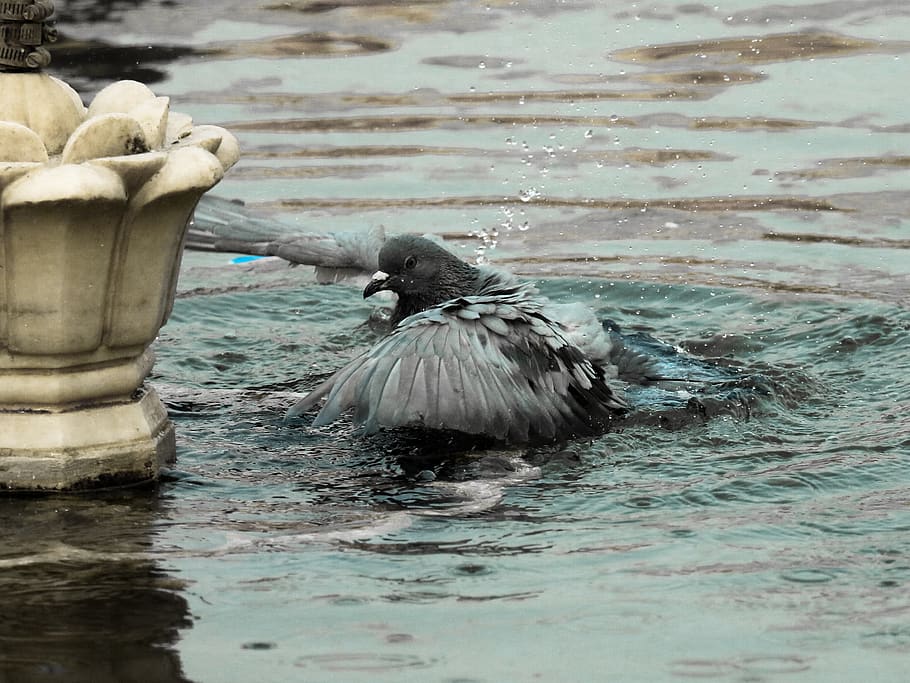 pigeon on water, animal, bird, outdoors, waterfowl, nature, cormorant HD wallpaper