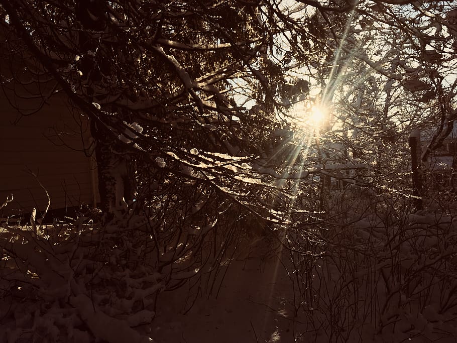 flare, light, sunlight, snow, nature, ice, tree, outdoors, winter HD wallpaper