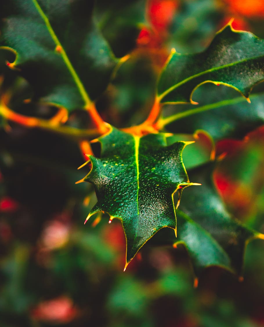 leave, spikes, sharp, tree, winter, bush, cold, ever green HD wallpaper