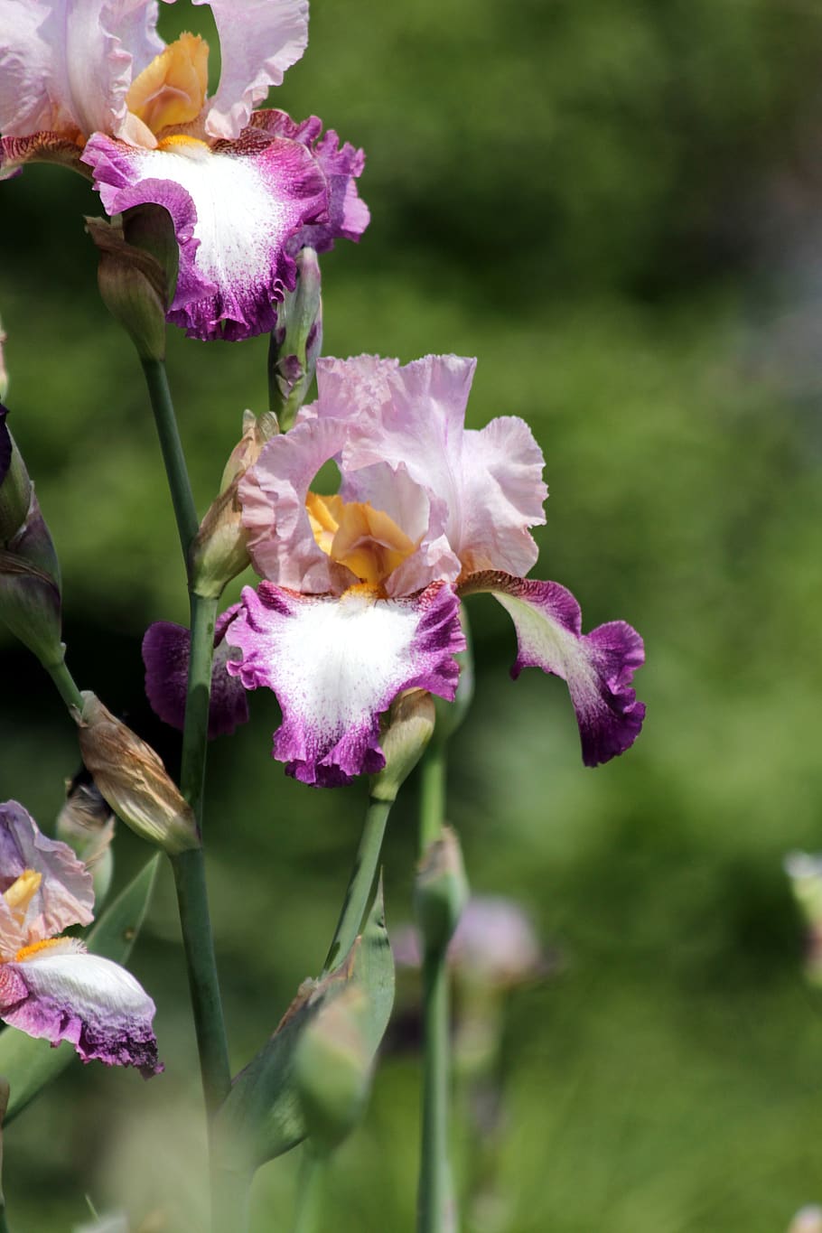 iris, flower, spring flower, beautiful, nature, garden flowers HD wallpaper