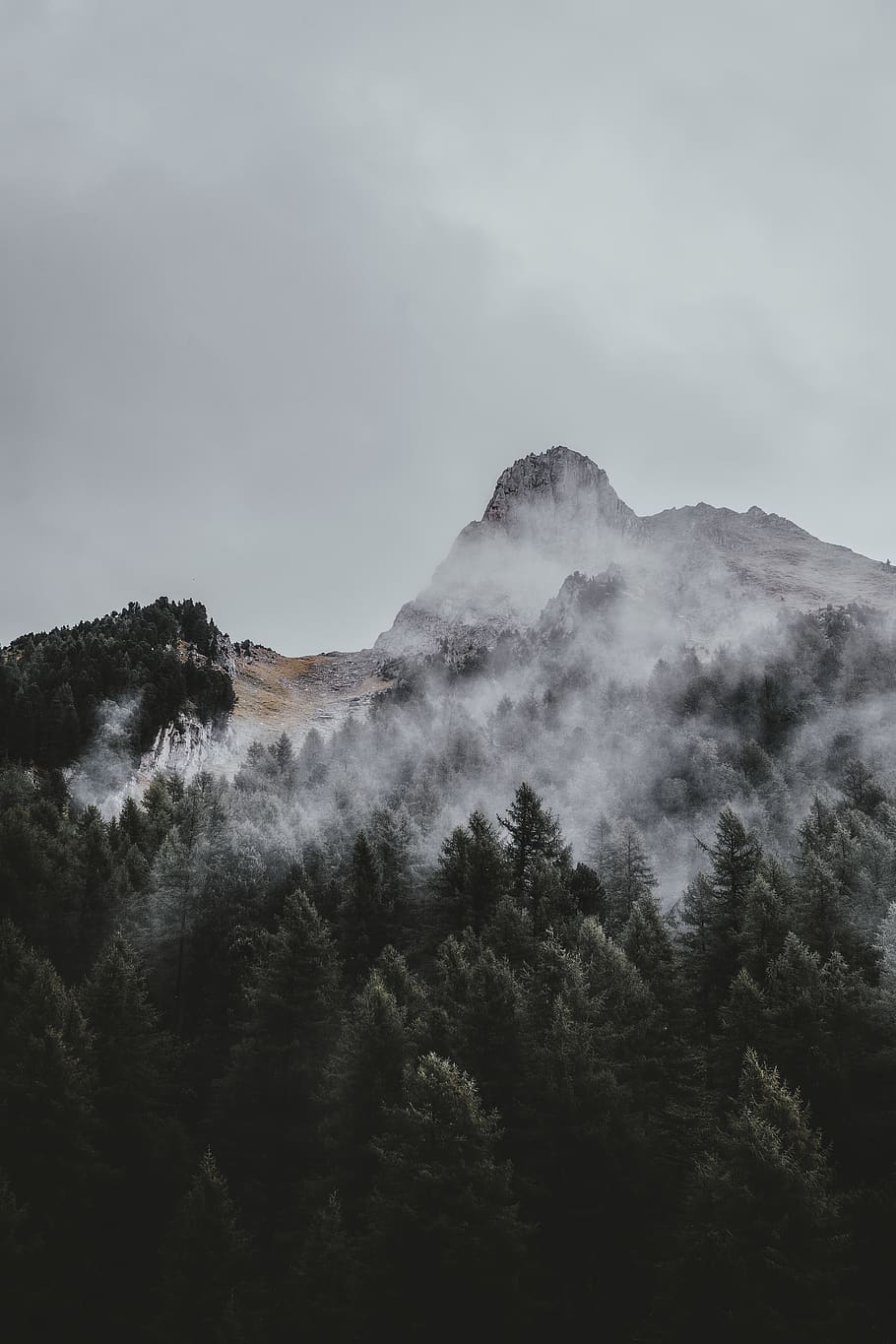 mountain covered by snow surrounded by trees, plant, fir, abies HD wallpaper