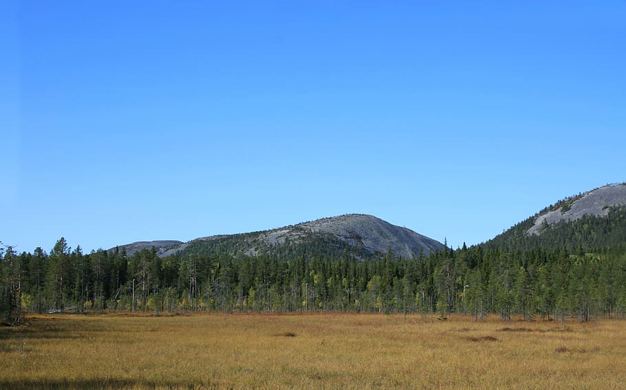 nature, landscape, fell, forest, wood, blue, autumn, sky, tranquil scene HD wallpaper