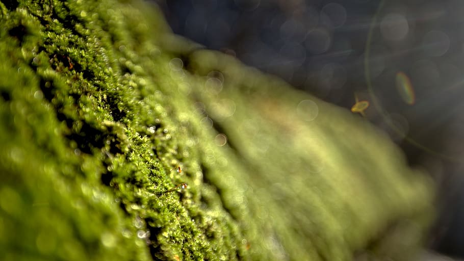belgium, sart-risbart, sun, moss, wall, detail, green, green color HD wallpaper