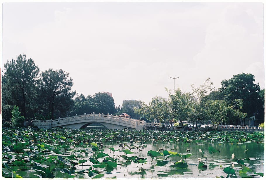 concrete bridge between trees, plant, water, sky, architecture HD wallpaper